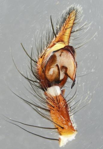 Eratigena saeva